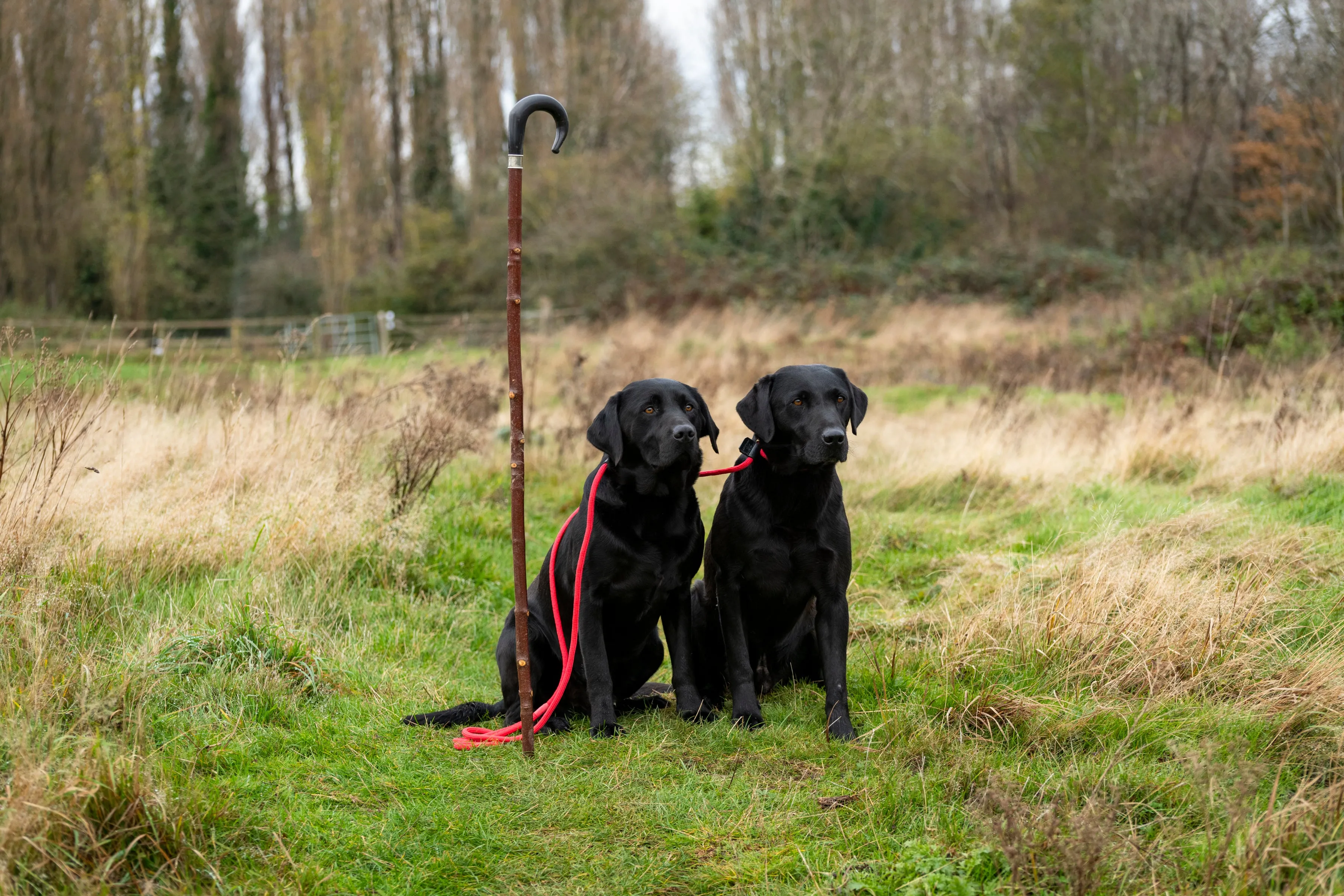 Deluxe Slip Leads for Dogs