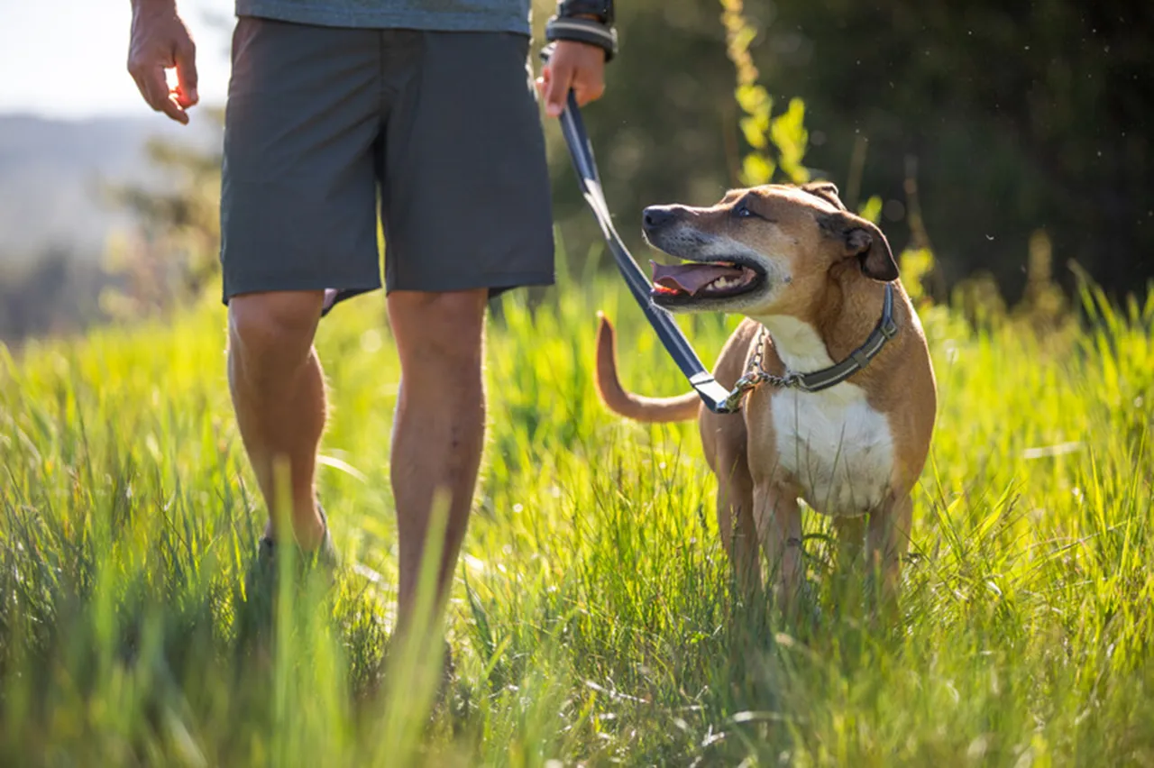 Ruffwear Dog Collar: Chain Reaction New Colours